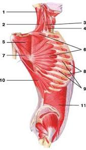 Deep Layer Of Muscles Of The Chest Human Anatomy Anatomy Latissimus Dorsi Muscle