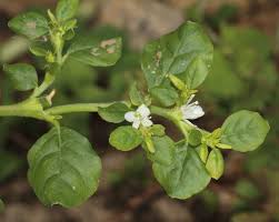 Image result for Trianthema salsoloides