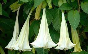 It is made from the extracts of plants in the nightshade family such as henbane and jimson weed. Three Arrested In Paris Over Devil S Breath Drug That Turns Victims Into Willing Zombies