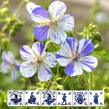 Image result for Geranium bohemicum Orhcid Blue