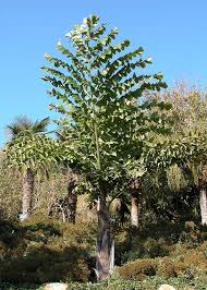 Image result for Caryota
