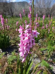 Image result for Watsonia borbonica