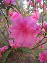 Georgia State Wildflower Azalea Azalea Flower Flowers Azaleas