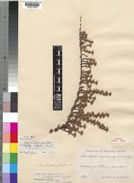 Image result for Cliffortia