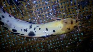 Lihat juga resep lele goreng kanji enak lainnya. Cara Budidaya Ikan Lele Putih Lele Bule Albino Clarias Catfish Untuk Pemula