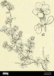 Image result for Elatinaceae