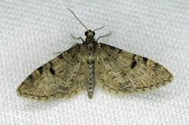Image result for Eupithecia indigata