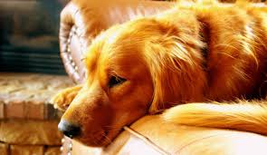 While they will settle down a bit with age, they will always have that puppy spirit even in their twilight years. Everything You Need To Know About Red Golden Retriever 2019 Edited Pet Pet Buy