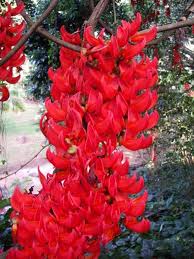 Image result for Mucuna poggei