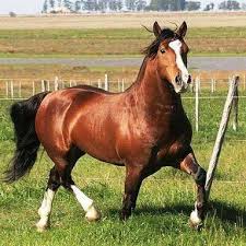 Resultado de imagem para boi barroso, boi pitanga