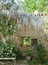 Magnifique Glycine Blanche Beaux Jardins Jardin Romantique Amenagement Jardin