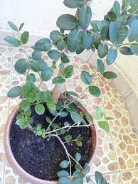 بعد بحث استغرق عدة ساعات الحمد لله قدرت اعرف اسم النبات ده و فصيلته و كام معلومة حلوين عنه هما فصيلتين قريبين من بعض اوي لهم بالعربي اسما plants growing
