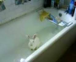 Why is my rabbit aggressive? My Rabbit Bunny Hop Out Of The Bath Youtube