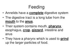 Phylum Annelida Ppt Download