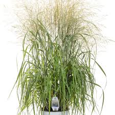 Image result for Panicum novemnerve