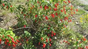 It grows in filtered sun, too, like underneath trees. Giant Turk S Cap Malvaviscus Arboreus Var Penduliflorus This Shows How Bushy It Can Get In A Couple Of Years Tbb Giants Plants Turk