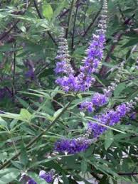 Image result for Vitex strickeri