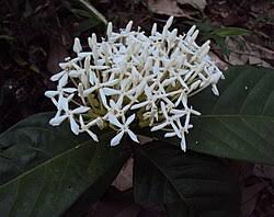 Image result for Ixora phellopus