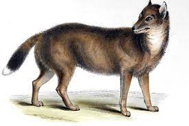 The Falkland Islands Wolf Known Also As The Warrah Or Dusicyon Australis Was Hunted To Extinction In The Latter Half Of The Darwin Animals Science And Nature