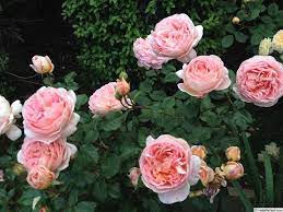 Abraham Darby Rose Photo Rose Rose Photos David Austin Roses