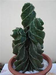 En este video les muestros mis cereus forbesii spiralis y todo lo que me ha funcionado en cuanto a sus cuidados, quiero compartirles el sustrato y mi. Pin On Suculents Cacti