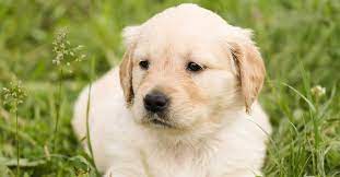 Because of their small size and. Mini Golden Retrievers The Complete Guide Pros Cons Differences Golden Hearts