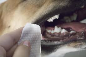 There are also dental wipes that you can use to wipe debris off of your pet's teeth. 13 Great Products That Clean Your Dog S Teeth