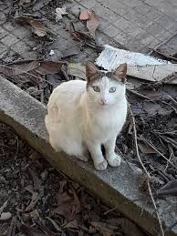 Maybe you would like to learn more about one of these? Urgent Galoufa Ces Pauvres Sos Animaux Algerie Facebook