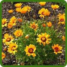 Image result for Ursinia montana