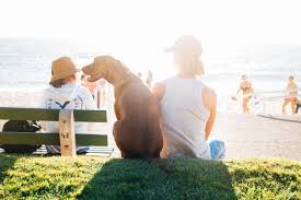 As night falls and each of your family members drift off to sleep, the furriest member curls between your legs happy. Top 10 Things To Do With Your Dog In Cape Cod