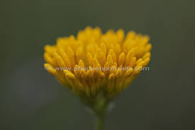 Image result for Sebaea sedoides