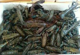 Harga lobster air tawar terbaru tahun 2021 untuk jenis lobster air tawar, lobster air laut, lobster mutiara, lobster bambu, lobster pasir, lobster batu, lobster batik dan lobster pakistan. Bisnis Usaha Lobster Air Tawar Janjikan Untung Besar