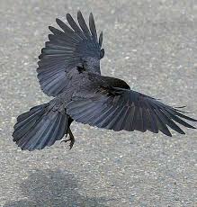 Bird With No Tail Feathers Pin By Kelly Marie Dawson On Crows Ravens Corvids Black Bird Birds Flying Bird Wings