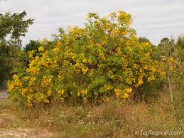 Image result for Senna bicapsularis