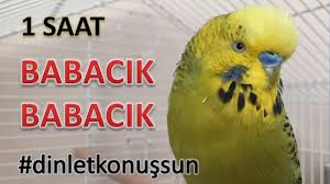 Muhabbet Kusu Fistik Babacik Babacik 1 Saat Gercek Muhabbet Kusu Ses Kaydindan Montajlanmistir Youtube