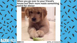Look at the stars during day boy, just imagine 'em. Another Funny Dog Meme Compilation Barkbox Youtube