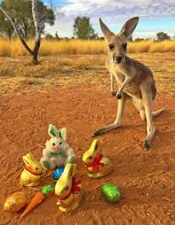 Baby Roo Enjoying Easter Egg Hunt Animals Australian Animals Australian Fauna