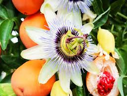 Image result for Passiflora caerulea