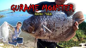 Pertanda apa yang akan terjadi dikehidupan, jika mengalami mimpi diserang ikan gurame yang besar. Gurame Terbesar Yang Pernah Saya Dapat Kecewa Gara Gara Ini Youtube