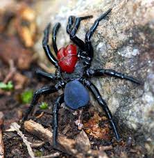 Pin On Spiders