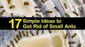 The ants are in your kitchen because they are getting food there. 17 Simple Ideas To Get Rid Of Small Ants