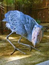 Google Shoebill Shoebill Stork Shoebill Bird