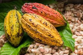 Each seed contains a significant amount of. Single Origin Chocolate And Cocoa Barry Callebaut