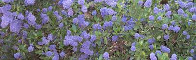 Purple flowering bush northern california. Native Ceanothus Wild Lilac At Portland Nursery And Garden Center