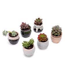 Painted plant pots painted flower pots pots d'argile paper pot flower pot design pottery painting designs decoration plante paper crafts diy crafts. 6pcs Set Mini Ceramic Cute Thumb Pot Flower Pot Bonsai Small Pots For Flowers Succulent Planter Garden Balcony Decoration Flower Pots Planters Aliexpress