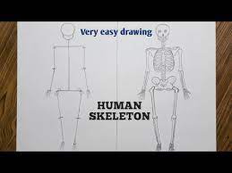 Easy Way To Draw Human Skeleton Step By Step - Youtube