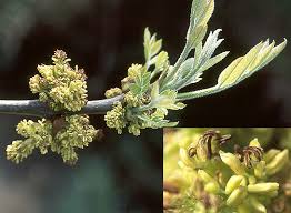 Image result for Landolphia foretiana