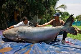 646 Pound Catfish Believed To Be World S Largest Fish