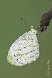 Image result for Psyche crassiorella