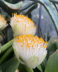 Image result for Haemanthus montanus